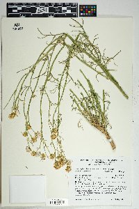 Senecio flaccidus var. monoensis image