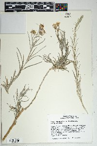 Senecio flaccidus var. flaccidus image