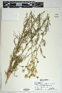 Senecio flaccidus image