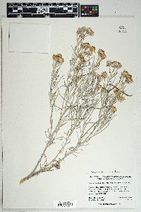 Senecio flaccidus image