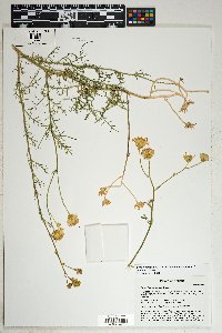 Senecio flaccidus var. monoensis image