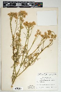 Senecio flaccidus var. monoensis image