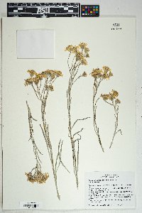 Senecio flaccidus var. flaccidus image