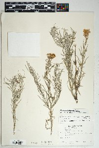 Senecio flaccidus image