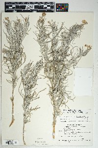 Senecio flaccidus var. flaccidus image