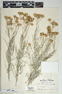 Senecio flaccidus var. flaccidus image