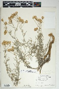 Senecio flaccidus image