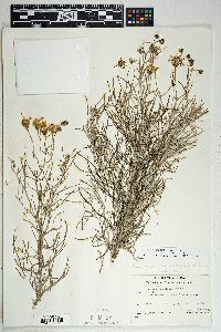 Senecio flaccidus var. flaccidus image