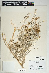 Senecio flaccidus var. flaccidus image