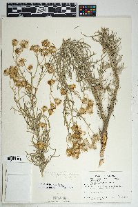 Senecio flaccidus image