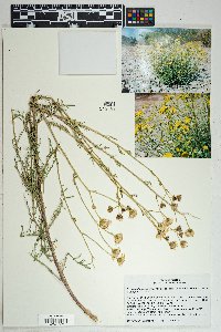 Senecio flaccidus var. monoensis image