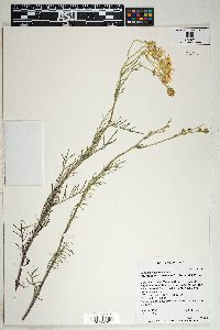 Senecio flaccidus var. monoensis image