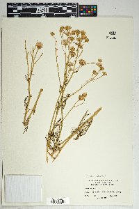 Senecio flaccidus image