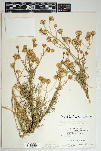 Senecio flaccidus var. monoensis image