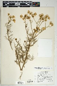 Buddleja lanceolata image