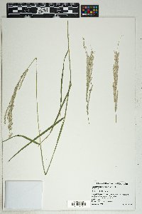 Digitaria californica image