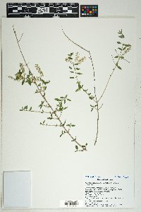 Aloysia gratissima image