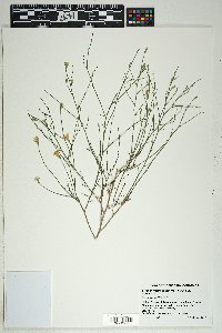 Stephanomeria pauciflora image