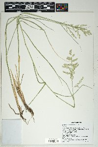 Eragrostis echinochloidea image