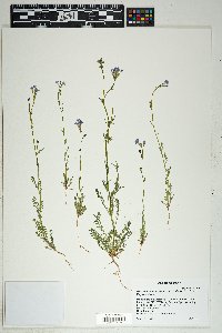 Gilia flavocincta image