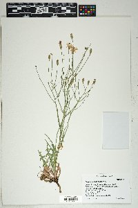 Stephanomeria thurberi image