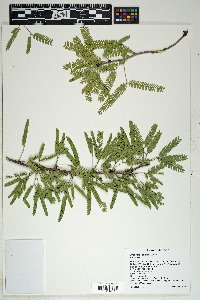 Prosopis velutina image