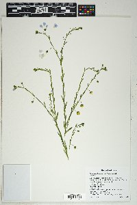 Linum pratense image