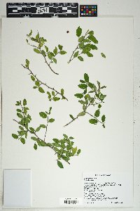 Celtis pallida image