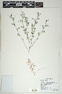 Vicia ludoviciana image