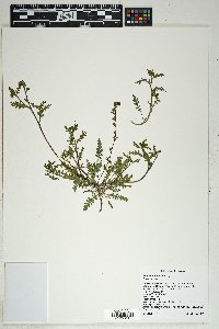 Phacelia affinis image