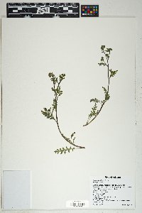 Phacelia affinis image