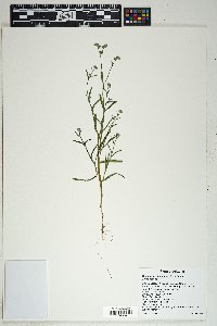 Cryptantha pterocarya image