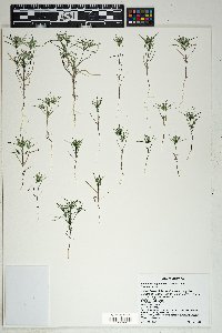 Linanthus bigelovii image