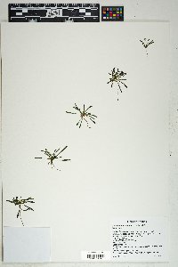 Calandrinia ciliata image