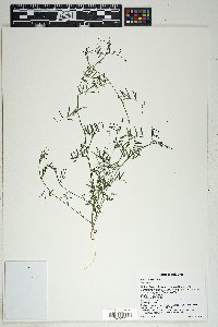 Vicia ludoviciana image