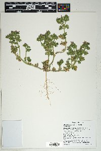 Glandularia pumila image