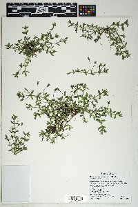 Mecardonia procumbens image