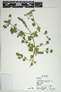 Glandularia pumila image