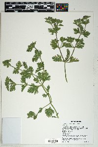 Glandularia pumila image