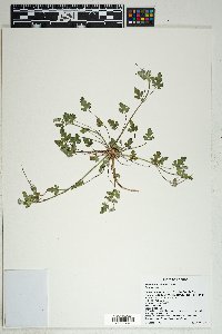 Erodium texanum image