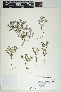 Phlox gracilis image