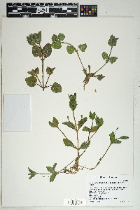 Erythranthe floribunda image