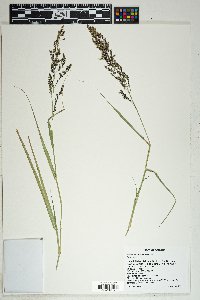 Panicum antidotale image