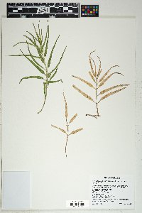 Asclepias brachystephana image