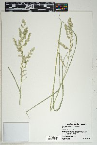 Eragrostis echinochloidea image