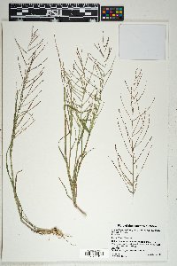 Leptochloa panicea subsp. brachiata image