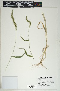 Setaria grisebachii image