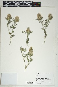 Dalea wrightii image