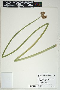 Schoenoplectus acutus image