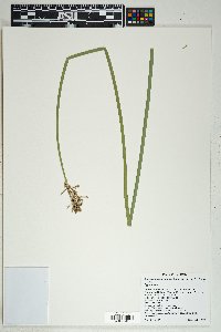 Schoenoplectus acutus image